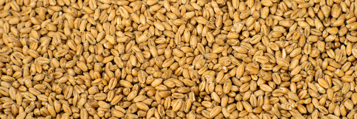 wheat background, wheat grains in the sun, wheat grains prepared for sowing, pszenica 