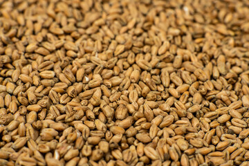 wheat, wheat grains in the sun, wheat grains prepared for sowing, pszenica 