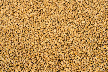 wheat, wheat grains in the sun, wheat grains prepared for sowing, pszenica 