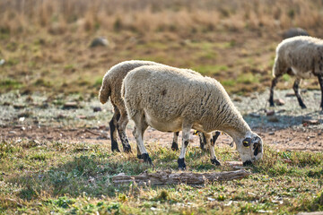 Obraz na płótnie Canvas Flock of sheep pasturing in the field