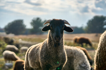 A closeup of a sheep in front of a blurred background with its flock