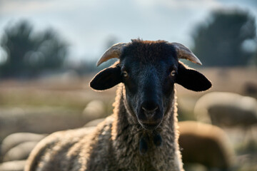 A closeup of a sheep in front of a blurred background with its flock