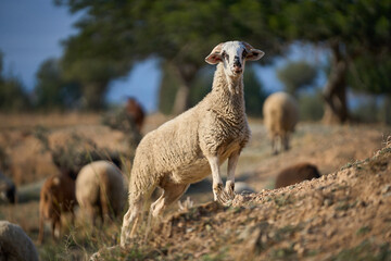 Fototapeta premium A view of sheep standing on rocky ground in background of blurred flock sheep