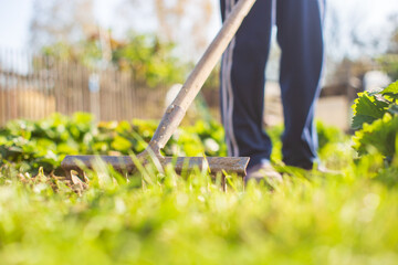Preparing an agricultural field for planting seasonal vegetables and fruits in spring. Garden seasonal work concept