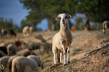 Flock of sheep pasturing in the field