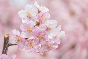 Fototapeta premium 河津桜