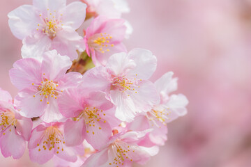 河津桜