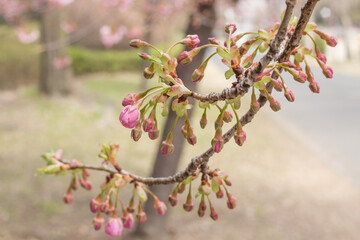 開花前の河津桜の蕾