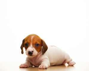 image of dog white background