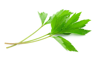 Artemisia lactiflora vegetable isolated on white background