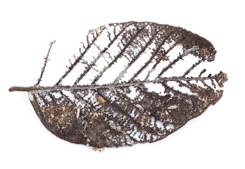 dry leaf  isolated on white background.