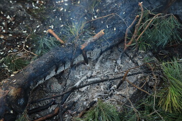 The fireplace in the forest