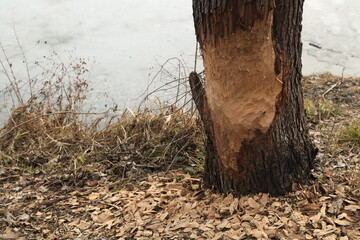 Damaged trunk of a tree