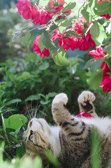 A beautiful cat is basking in the sun under a rose bush in the garden
