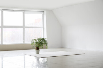 Palm tree and carpet in big light room