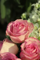 pink roses in a garden