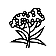 elderberry tree branch line icon vector. elderberry tree branch sign. isolated contour symbol black illustration