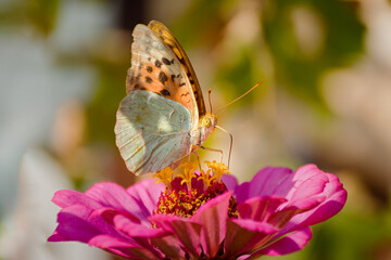 Butterfly Vanessa is orange on a pink flower in the sunlight. Macrophotography of wildlife. The butterfly pollinates the flowers of purple zinnia. In the evening, bright rays of the sun.