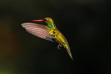 Colibrí esmeralda volando © Maelia Rouch