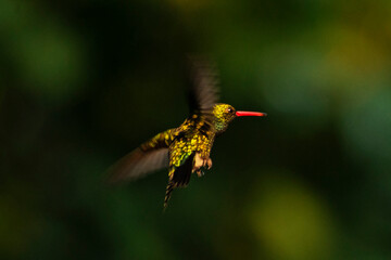 Colibrí esmeralda volando © Maelia Rouch