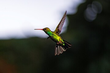 Colibrí esmeralda volando © Maelia Rouch