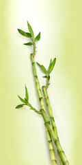 Fototapeta na wymiar green color bamboo cane against green color background