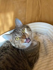 cat meowing to the camera, looking up, Mr. Marshmallow March 9th 2022