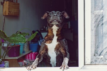 Perro negro asomado por la ventana