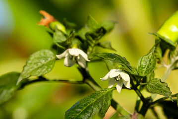 Chili flower blooming until the pollen is visible.