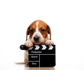 image of dog clapper board white background 