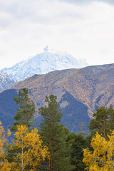 Forests around the Arkhyz mountain ski resort
