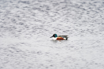 Eurasian shoveler duck profile