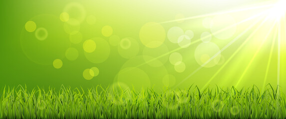 Fototapeta na wymiar Morning spring banner, green grassy meadow with sunshine, blur and bokeh effect.