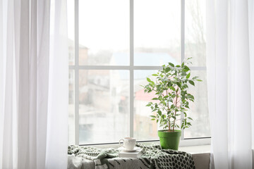 Green houseplant, cup of tea, book and plaid on window sill