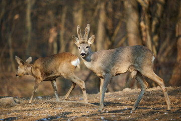 Roe deer couple in the forest