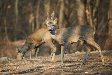 Roe deer couple in the forest