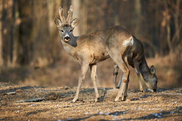 Roe deer couple in the forest