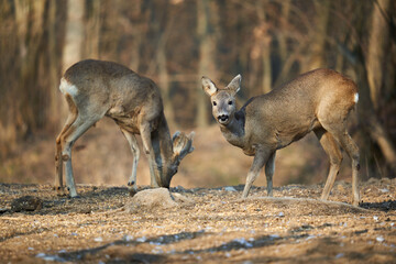Roe deer couple in the forest