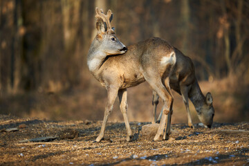 Roe deer couple in the forest