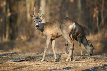 Roe deer couple in the forest