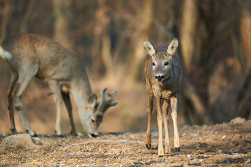 Roe deer couple in the forest