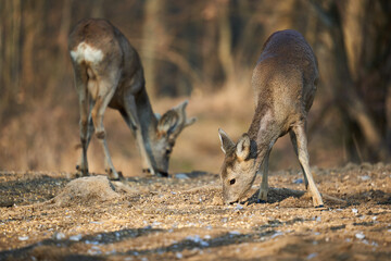 Naklejka premium Roe deer couple in the forest