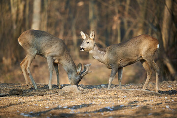 Roe deer couple in the forest