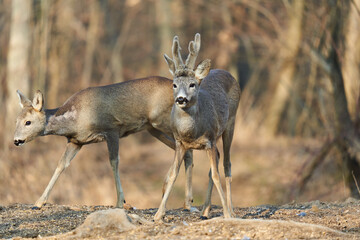 Roe deer couple in the forest