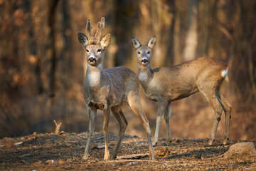 Naklejka na ściany i meble Roe deer couple in the forest