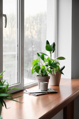 Green houseplants, candle and magazines on window sill