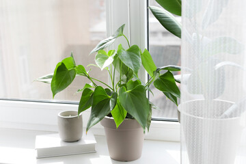 Green houseplants, book and candle on window sill