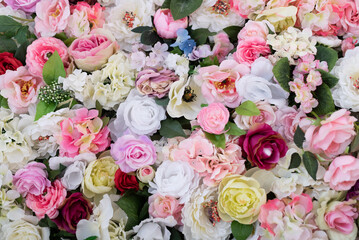 pink and white roses