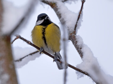 Birds near Moscow, yellow oatmeal on a tree branch