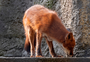 Golden jackal in nature tracks down prey, portrait